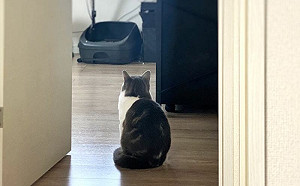 出門後貓在做什麼？奴才收照片心酸