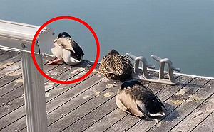 (影)鴨鴨睡昏頭！腳不受控將自己踢入水