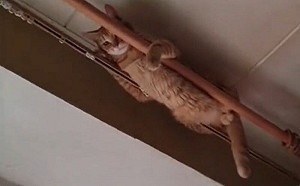 1隻貓在家能多無聊？她抬頭收驚喜