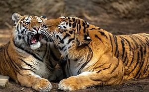 遭虎媽猛吻！小老虎氣：我長大啦媽