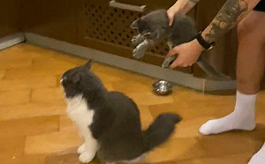 養2隻貓有啥好處？他揭神招笑翻網