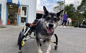 新北救治嚴重褥瘡癱瘓犬  特製專屬輪椅協助重拾狗生