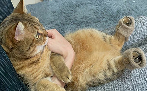 奴才用貓毛做迷你拖鞋！網：求量產