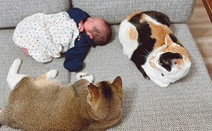 日地震狂搖！2貓自發搭牆守小主人