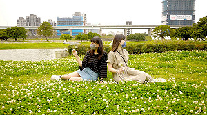 新北河濱公園下雪了 白花三葉草鋪滿地