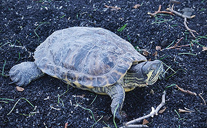 烏克蘭「大難不死」龜 從四樓公寓被炸飛僅輕傷