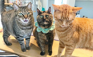 橘貓被飼主罵！2隻同伴氣噗噗抗議