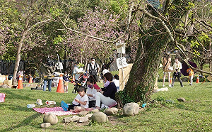 春遊新北三峽 千人「峽午」野餐品綠茶