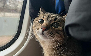 烏國網紅貓逃離戰火！成功抵達法國