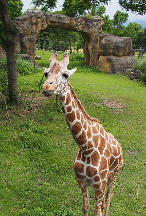 六福村10年死8隻長頸鹿? 高嘉瑜痛心 :「動物園不該成動物墳場」