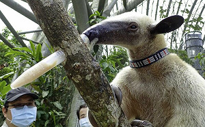 北市動物園新活動！食蟻獸貼近民眾