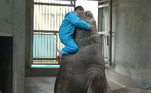 男子跳上海豹胸膛！牠猛力仰頭炫耀