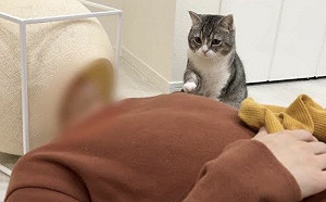 人類醉倒睡走床！貓無奈用小手推推