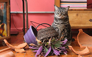 打破花盆卻一臉傲嬌！貓：怎樣啊？