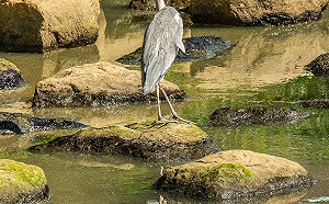 新北流域治理 翻轉後的湳仔溝成為生態教育新溪望