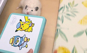 (影)鼠鼠大力士！不管何物都隨叼隨走