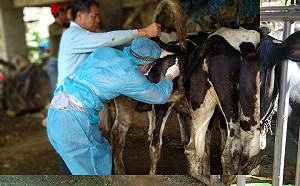 響應324世界結核病日  新北市持續守護無核鮮奶