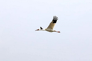 滯台513天 「金山小白鶴」飛走了