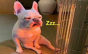 (影)法鬥戀上暖爐！網笑：像中年大叔