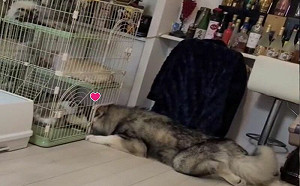 大狗頭塞籠子吸貓！媽嘆：歸剛欸