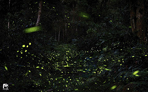 螢火蟲大爆發！日月潭春季7大賞螢活動一次看