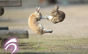 功夫兔飛踢同伴！網笑：畫面有聲音