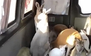 生命誠可貴！烏國動物園疏散行動 袋鼠們也被「人道救援」