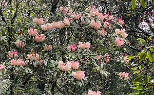 粉白色的山頂盛宴！阿里山「玉山杜鵑」盛開中