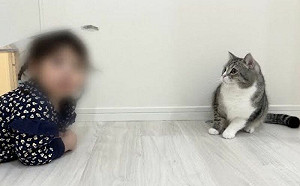 小孩從喵門鑽出！貓原地凍住超困惑