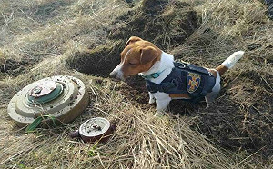 汪找出90枚俄炸彈！網全喊：真英雄