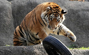 手滑玩具滾入河！老虎們傻眼好憂鬱