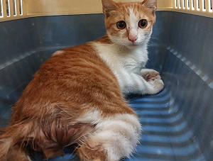 新北妙手救治癱瘓貓　愛的奇蹟讓牠走進幸福家庭