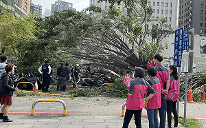中市府旁50年路樹突倒塌 一人割傷、波及20輛機車