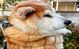 柴柴坐籃子散步！竟變「菠蘿麵包」