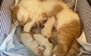 (影)幼貓互推搶喝奶！貓媽出掌秒凍結