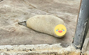 (影)動物園驚見「謎樣炸蝦」？本尊曝光