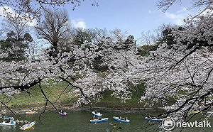 劉黎兒觀點》「第7波」來了？！東京櫻花燃爆 新冠確診也加倍復燃
