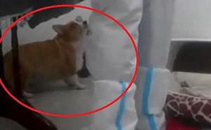 中國官方下令飼主確診「寵物一律撲殺」 網民氣炸：強制進屋殺家人