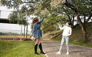 新北河濱賞花最前線 浪漫苦楝花熱烈綻放中