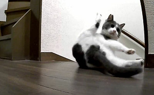 貓咪突然一怪動作！飼主：啥意思？