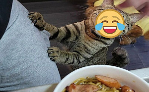 凌晨煮炒麵！貓咪驚：背著我偷吃？