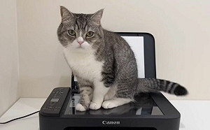 貓咪占事務機！飼主一鑑按下網全嗨