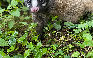 新店出現食蟹獴 新北動保處架設告示牌防路殺