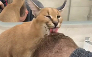 自動洗頭機？ 獰貓對主人熱情服務