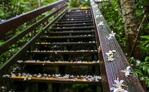 賞桐啖客家美食！土城桐花小旅行開放報名中