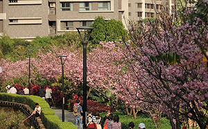 隱藏市區的粉色花海！「北投子生態步道」吉野櫻花浪漫盛開中