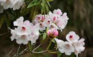 賞花觀蝶好時機！大雪山「玉山杜鵑」提早綻放