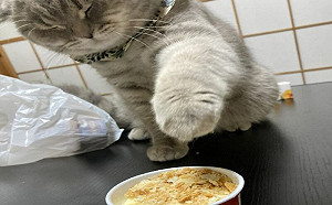 萌貓偷吃！閉眼伸手：偶啥都沒看見