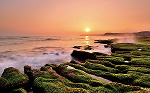 石門老梅石槽綠了！超壯觀2公里「抹茶地毯」等你來打卡