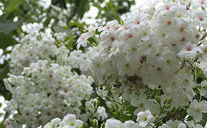 賞桐花喝梅酒！「台南客家桐花祭」4/9梅嶺登場